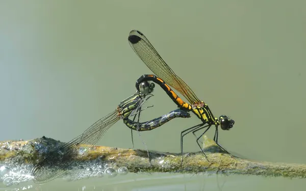 脊紋鼓蟌 Libellago lineata lineata