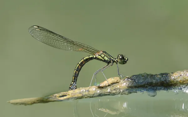 脊紋鼓蟌 Libellago lineata lineata