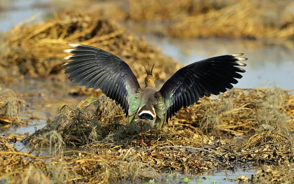 小辮鴴 Northern Lapwing