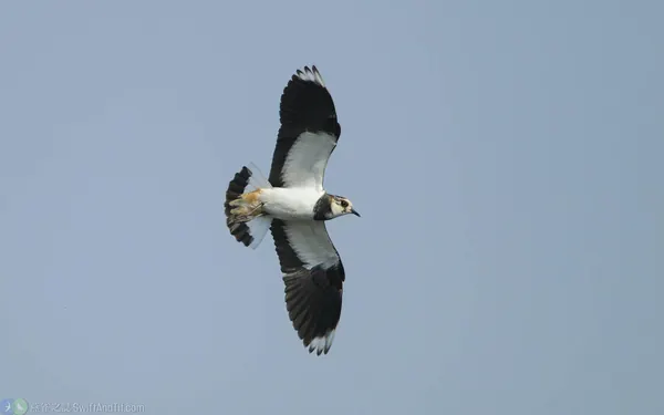Northern-Lapwing- (3)