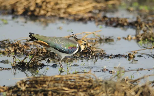 Northern-Lapwing- (4)
