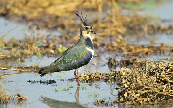 Northern-Lapwing- (5)