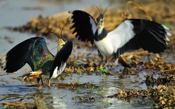 小辮鴴 Northern Lapwing