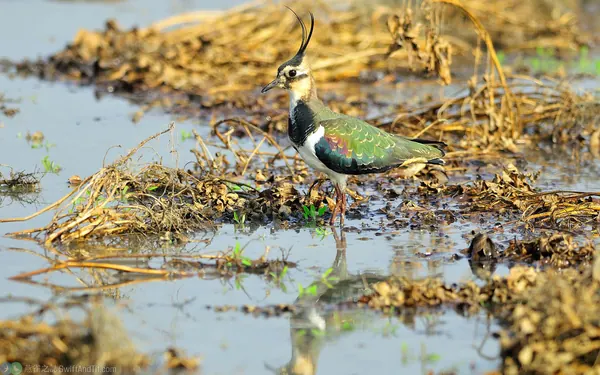 小辮鴴 Northern Lapwing