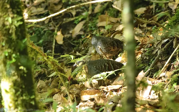 台灣山鷓鴣 Taiwan partridge