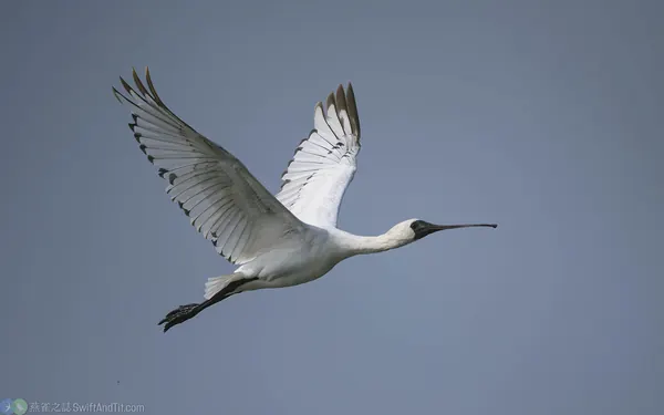 黑面琵鷺 Black-faced spoonbill