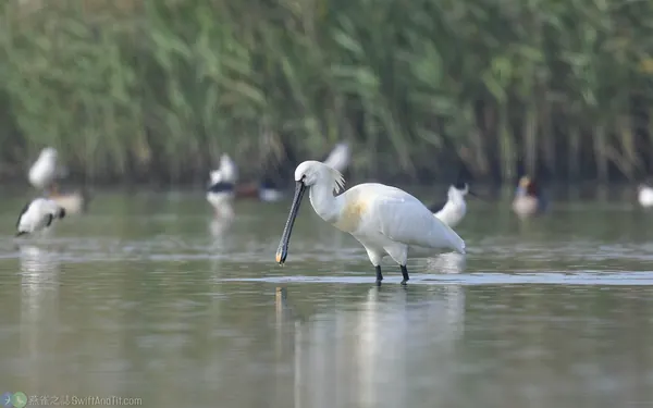 白琵鷺 Eurasian Spoonbill