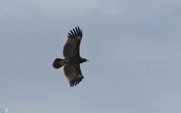 花鵰 Greater Spotted Eagle