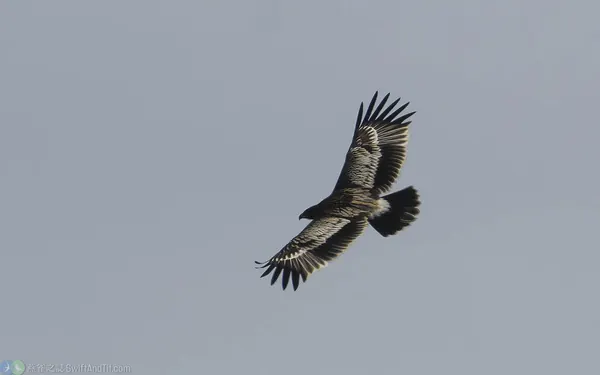 花鵰 Greater Spotted Eagle