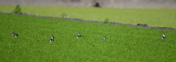 northern-lapwing- (4)