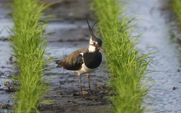 northern-lapwing- (6)