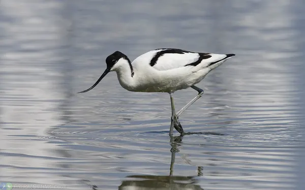 反嘴鴴 Pied Avocet
