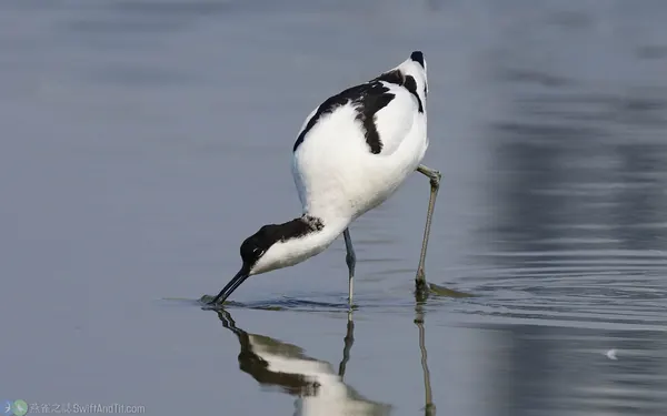 反嘴鴴 Pied Avocet