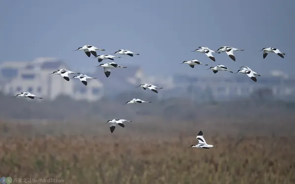 反嘴鴴飛行 Pied avocet flying