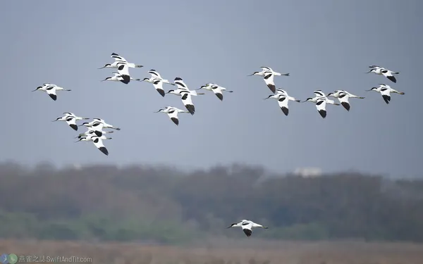 反嘴鴴飛行 Pied avocet flying