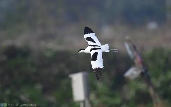 反嘴鴴飛行 Pied avocet flying