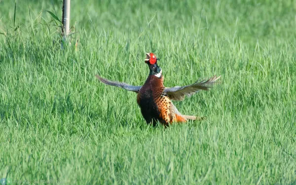 繁殖季的環頸雉雄鳥邊鳴叫邊快速振翅
