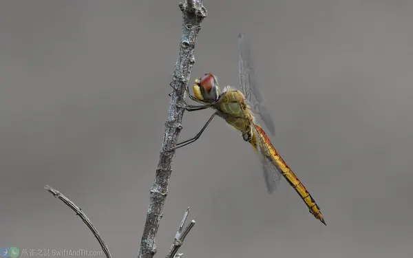 Pantala-flavescens-2