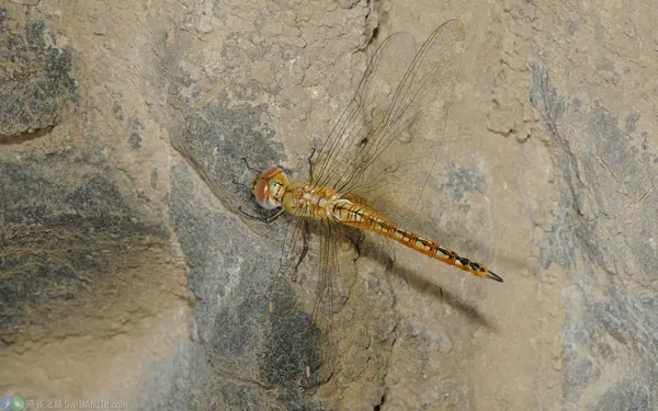 夜間趨光的薄翅蜻蜓 Pantala flavescens