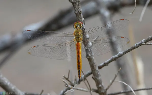 薄翅蜻蜓 Pantala flavescens