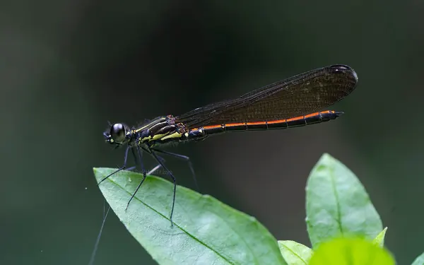 朱環鼓蟌 (雄蟲) Rhinocypha taiwana (male)