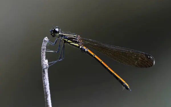 朱環鼓蟌 (雄蟲) Rhinocypha taiwana (male)