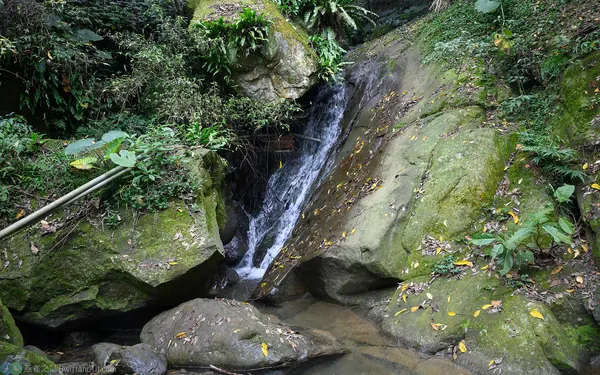 朱環鼓蟌在嘉義縣梅山鄉的棲地環境
