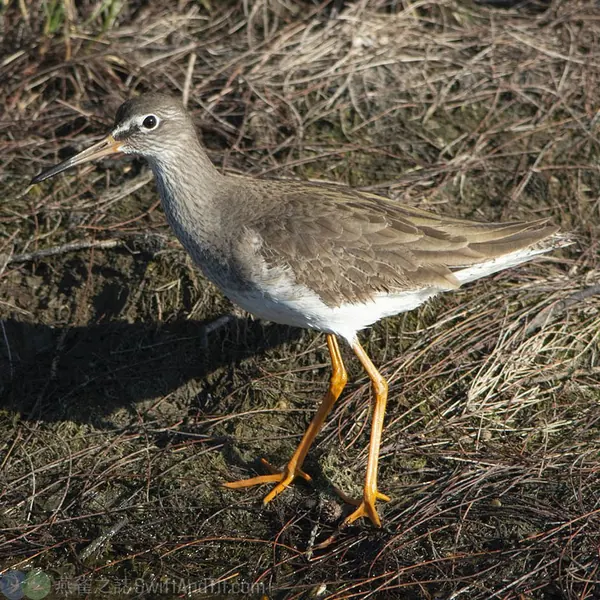 common-redshank-id