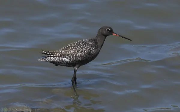 鶴鷸 Spotted Redshank 
