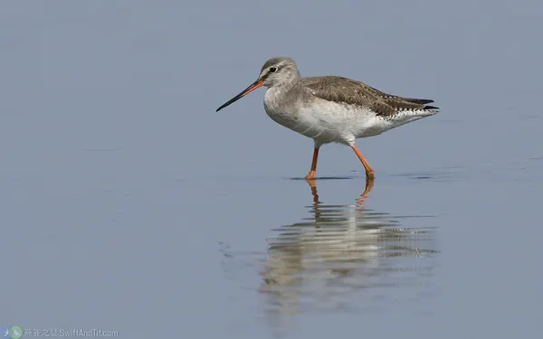 鶴鷸 Spotted Redshank 非繁殖羽 nonbreading plumage