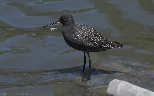 鶴鷸 Spotted Redshank 