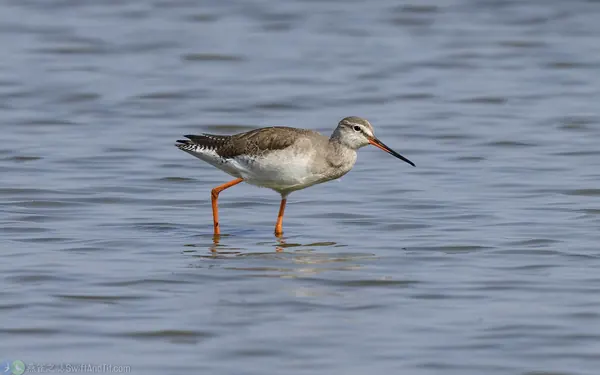鶴鷸 - 非繁殖羽Spotted Redshank - nonbreading plumage