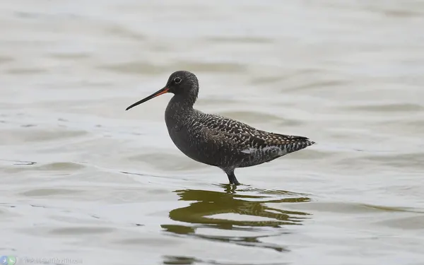 鶴鷸 Spotted Redshank 繁殖羽 Breeding Plumage
