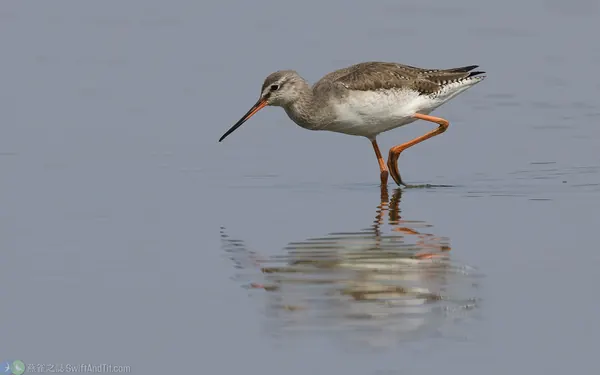 鶴鷸 Spotted Redshank 非繁殖羽 nonbreading plumage