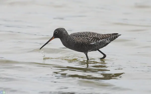 鶴鷸 Spotted Redshank 繁殖羽 breeding plumage