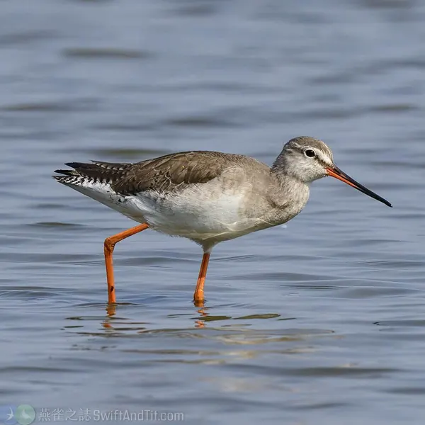 spotted-redshank-id