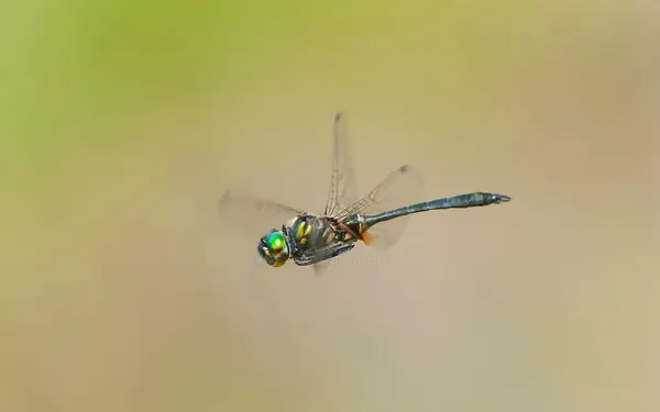 台灣弓蜓 Somatochlora taiwana