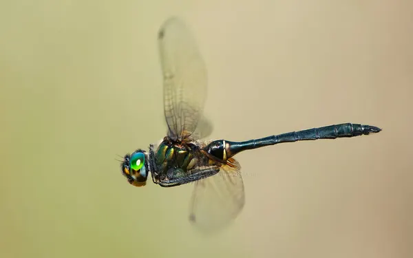 台灣弓蜓 Somatochlora taiwana