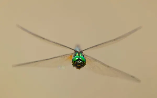 台灣弓蜓 Somatochlora taiwana