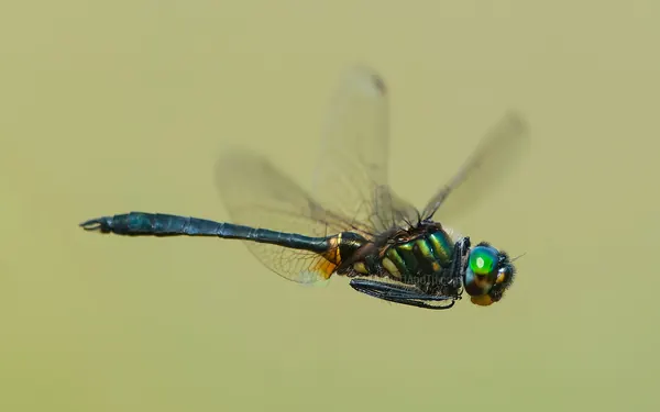 台灣弓蜓 Somatochlora taiwana