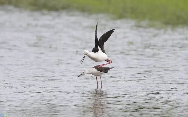 black-winged-stilt (1)
