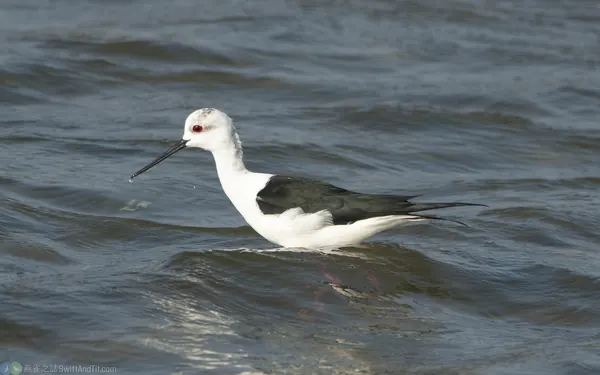 高蹺鴴 Black-winged Stilt 繁殖羽嘴全黑
雄鳥背羽為黑色並帶有金屬光澤