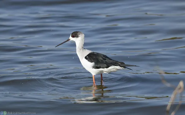 高蹺鴴 Black-winged Stilt 雄鳥