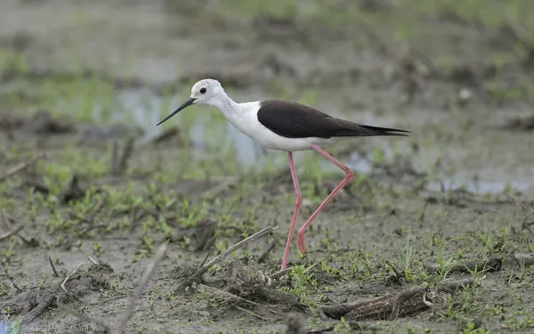 高蹺鴴 Black-winged Stilt 繁殖羽