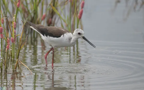 black-winged-stilt-female