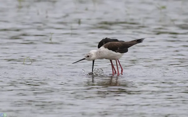 black-winged-stilt-mating (1)