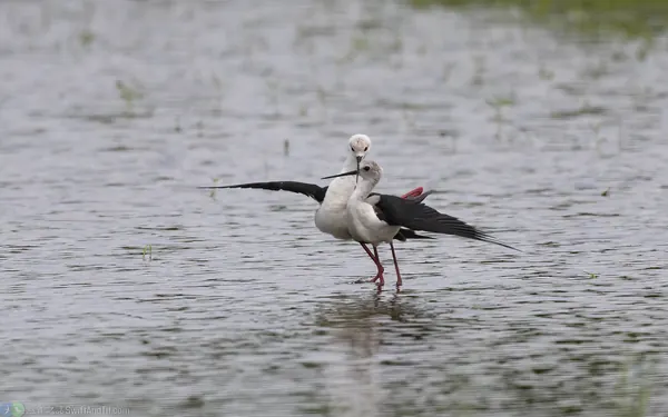 black-winged-stilt-mating (2)