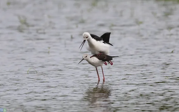 black-winged-stilt-mating (3)