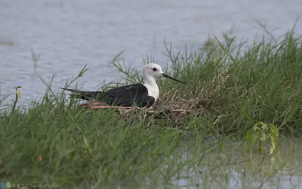 black-winged-stilt-nest