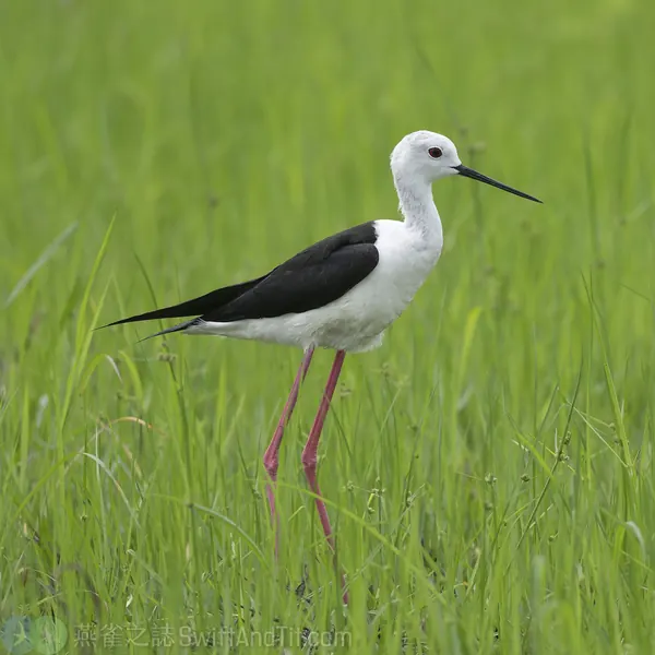 台灣弓蜓 Somatochlora taiwana